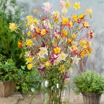 New Fresh Seeds Columbine Seed Aquilegia Caerulea Flower Seed Mix 2000 Seeds - £15.87 GBP