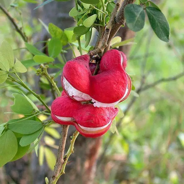 Pithecellobium Dulce Madras Thorn Manilla Tamarind 5 Seeds Fresh Garden - £18.84 GBP