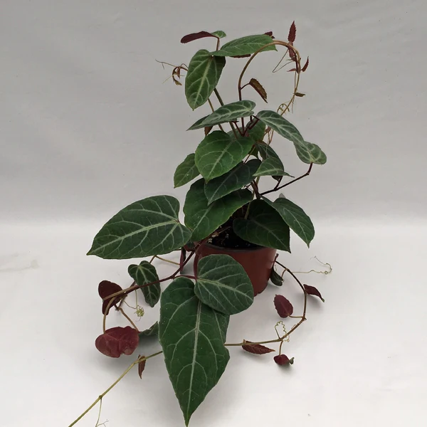 LWS Cissus Amazonica Pot 3.5 Until 4 inch Fast Shipping - $49.98