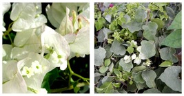 Live Bougainvillea Well Rooted SEAFOAM starter/plug plant Gardening - £37.65 GBP