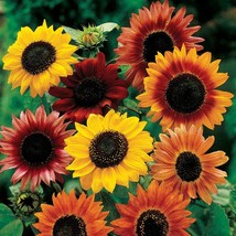 USA SELLER 1R10D1 Sunflower Seeds Autumn Beauty Mix 150 Thru 2000 Seeds - £14.84 GBP