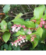 US Seller 40 Salal Berry Gaultheria Shallon Pink White Flowers Blue Frui... - $13.80