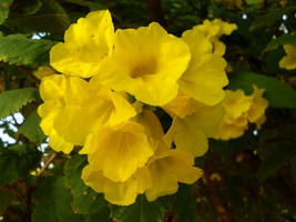 New Fresh Seeds Tecoma Stans Yellow Bells Trumpet Flower 20 Seeds Fast Ship - $23.90