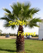 3 Seeds California Fan Palm Tree - $6.90