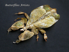 Phyllium Pulchrifolium Yellow Walking Leaf Real Bug Framed Entomology Sh... - $94.99