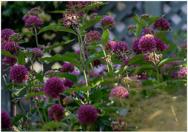 20 Seeds Asclepias purpurascens Purple Milkweed seeds Fresh pick  - £23.85 GBP