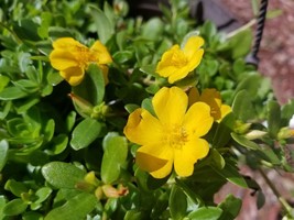 Yellow Single Flower Purslane - Beautiful Bright Purple Flowers - Cuttings - $4.94