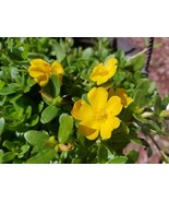 Yellow Single Flower Purslane - Beautiful Bright Purple Flowers - Cuttings - $6.77 CAD