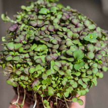 Simple Pack 2000 seed Mustard Red Giant Microgreens Micro Mustard Red Giant x - £6.21 GBP
