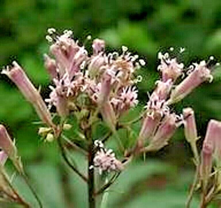 Must‑Have 30 Umbrella Plant Seeds Syneilesis Palmata - €3,48 EUR