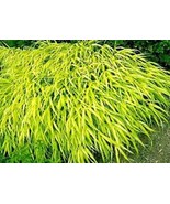 30 Seeds All Gold Japanese Forest Grass Seeds Hakonechloa Macra All Gold Meaning - $8.23