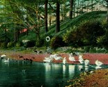 Swans on Jamaica Pond Massachusetts MA 1909 DB Postcard  - $6.20