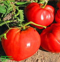 USA SELLER Giant German Red Strawberry Tomato Seeds We Sell 300 Kinds Of Tomatoe - $18.98