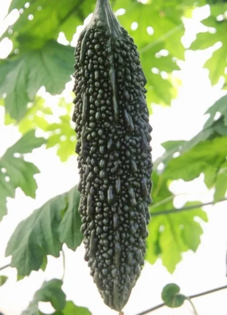 Black Pearl Bitter Melon 15 Seeds Indian Bitter Gourd Karela Balsam Pear Fresh G - $21.58