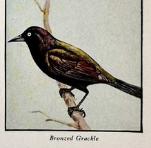 Bronzed Grackle Bird Print 1931 Blue Book Birds Of America Animals Art P... - $19.99