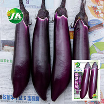 Spring-Summer Eggplant Seeds: Thick-Fleshed, Purple-Red Variety 400 seeds* EASY  - £3.43 GBP