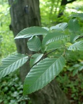 American Hornbeam Ironwood Carpinus Caroliniana 20 Seeds Garden USA Seller - £5.77 GBP