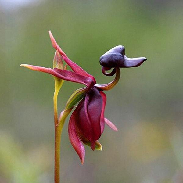 Caleana major flying duck orchid
