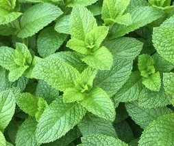 seeds mint 500 spearmint seeds, mentha spicata ,herb non-gmo heirloom - €5,57 EUR