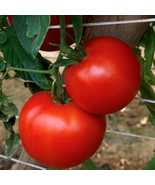 KKG Rubee Goddess Tomato Seeds Planting Seeds - $13.95
