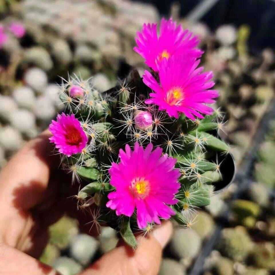 2 pot 4&quot;pot Succulent Plants Trichodiadema densum - $19.82