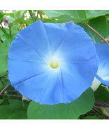 75 Heavenly Blue Morning Glory ‏Seeds - £4.78 GBP