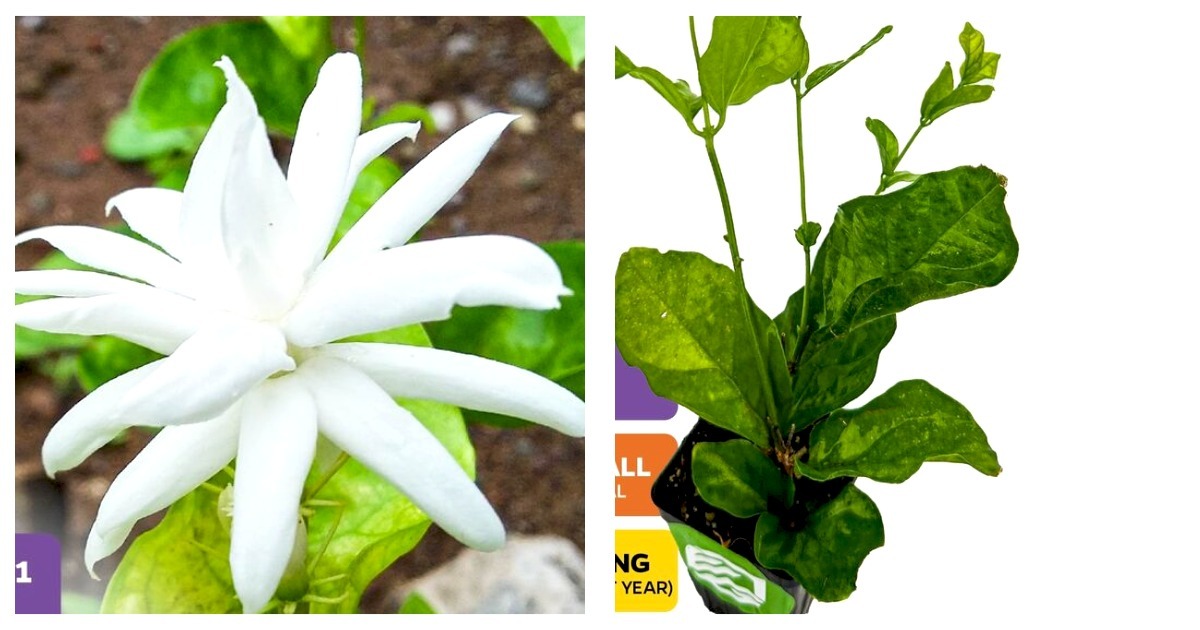 Primary image for Belle of India Jasmine - Jasminum sambac 'Belle of India" Plant