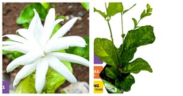 Belle of India Jasmine - Jasminum sambac &#39;Belle of India&quot; Plant - £39.12 GBP