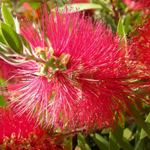 SDC Callistemon Citrinus Scarlet Bottle Brush Tree Seeds Unique Flower S... - $17.04