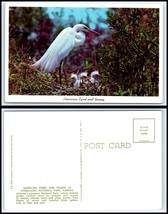 ANIMAL Postcard - Bird - American Egret &amp; Young F35 - £2.33 GBP