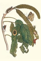 Ice Cream Bean Plant, Cloudless sulphur Butterfly &amp; Caterpillar with mot... - $371.98 MXN