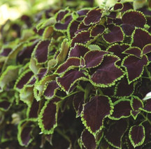 SEPTH Chocolate Mint Coleus Seeds / Best Seller / Non GMO / 20 Seeds / TS - £7.24 GBP