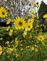 Lemon Queen Sunflower, Lemon Yellow, Variety Sizes Sold, FREE SHIPPING - $1.97+