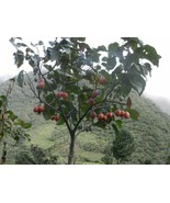 THJAR Cyphomandra Betacea | Tamarillo | Tree Tomato| 10_Seeds - $465.56 MXN