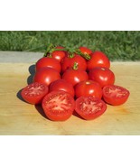 40 Organic Frembgens Rheinlands Ruhm Tomato Seeds Organic German Variety... - €9,95 EUR