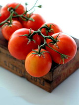 New Yorker Tomato 35 Seeds Bush Beefsteak Type Fresh Garden USA SELLER - £14.13 GBP