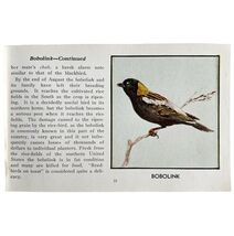 Bobolink Bird Print 1931 Blue Book Birds Of America Antique Art PCBG13B - $28.01 CAD