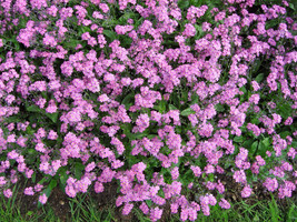 LWSTORE 100 Victoria Pink Forget Me Not Myosotis Alpestris Flower Seeds * USPS S - $10.77