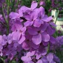 50 Purple Dames Rocket Perennial Flower Seeds US Seller Fast Shipping - £7.92 GBP