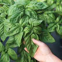 US Seller 200 Italian Large Leaf Basil Seeds Fast Shipping - $9.69