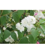 Mock Orange plant Bare rooted wrapped in wet paper and plastic 15&quot; appro... - €20,60 EUR
