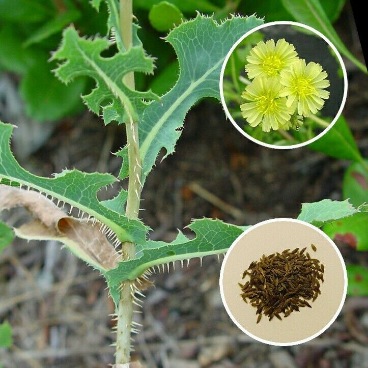 Prickly Lettuce (Lactuca serriola) 100+ Seeds *Free International Shipping* Wild - $15.95