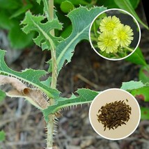 Prickly Lettuce (Lactuca serriola) 100+ Seeds *Free International Shipping* Wild - £12.55 GBP