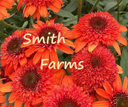 HSeeds 25+ Seeds Moab Sunset Coneflower Seeds Echinacea Perennial Flowers - £5.50 GBP