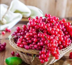 USA SELLER 50 Seeds Red Currant Seeds Ribes Rubrum Fresh Seeds - $13.82