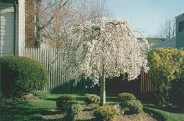 Live Small Tree Shidare Cherry Weeping Yeodensis Prunus Yoshino Elegant ... - £45.75 GBP