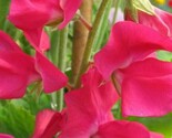 LWK 50 San Jose Semidwarf Sweet Pea Seeds Easy Grow - $12.93