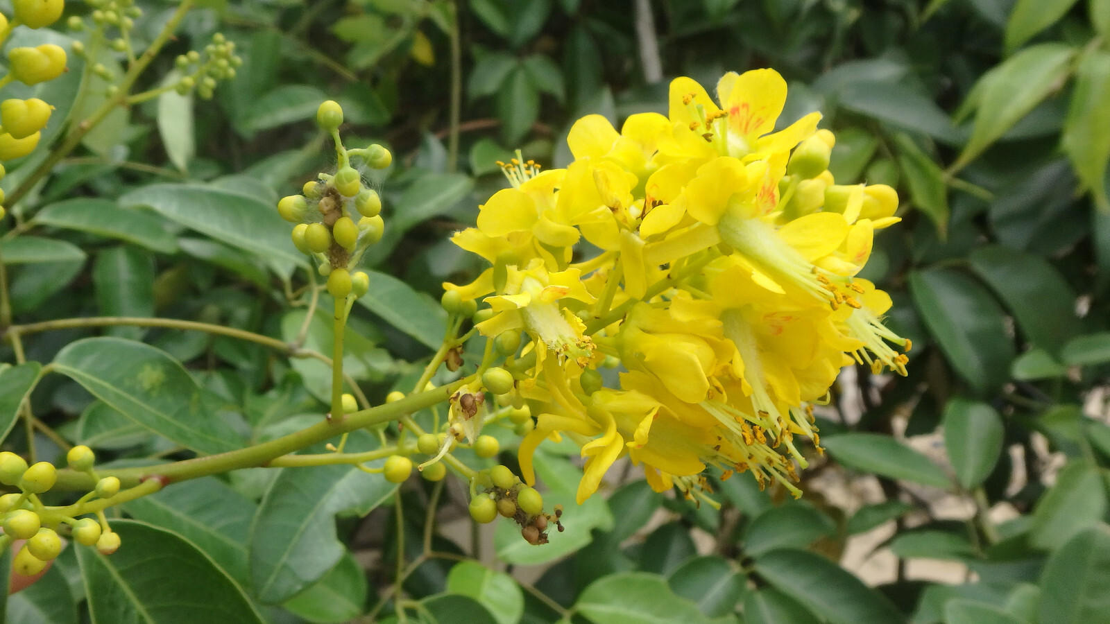 Caesalpinia Crista Fever Nut Yellow Flowers 5 5 seeds Fresh Gardening - $17.96