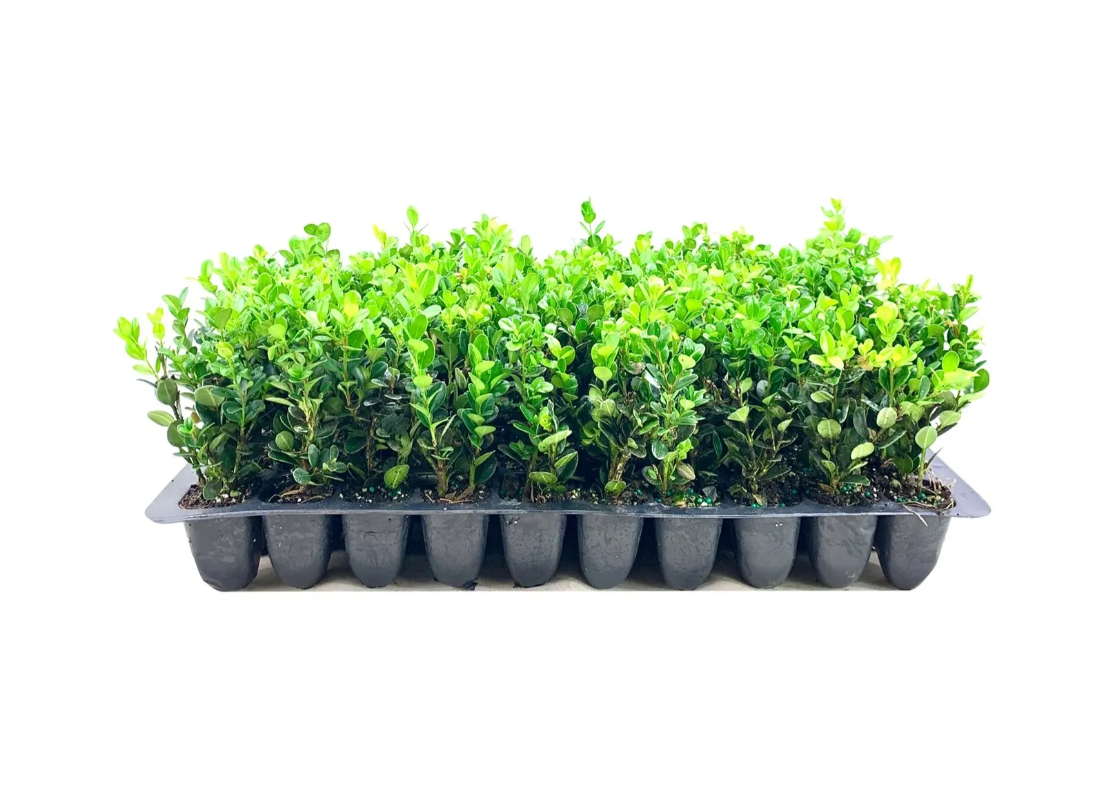 Wintergreen Korean Boxwood Live Plant Buxus Microphylla Fast Growing Shrub - £35.29 GBP