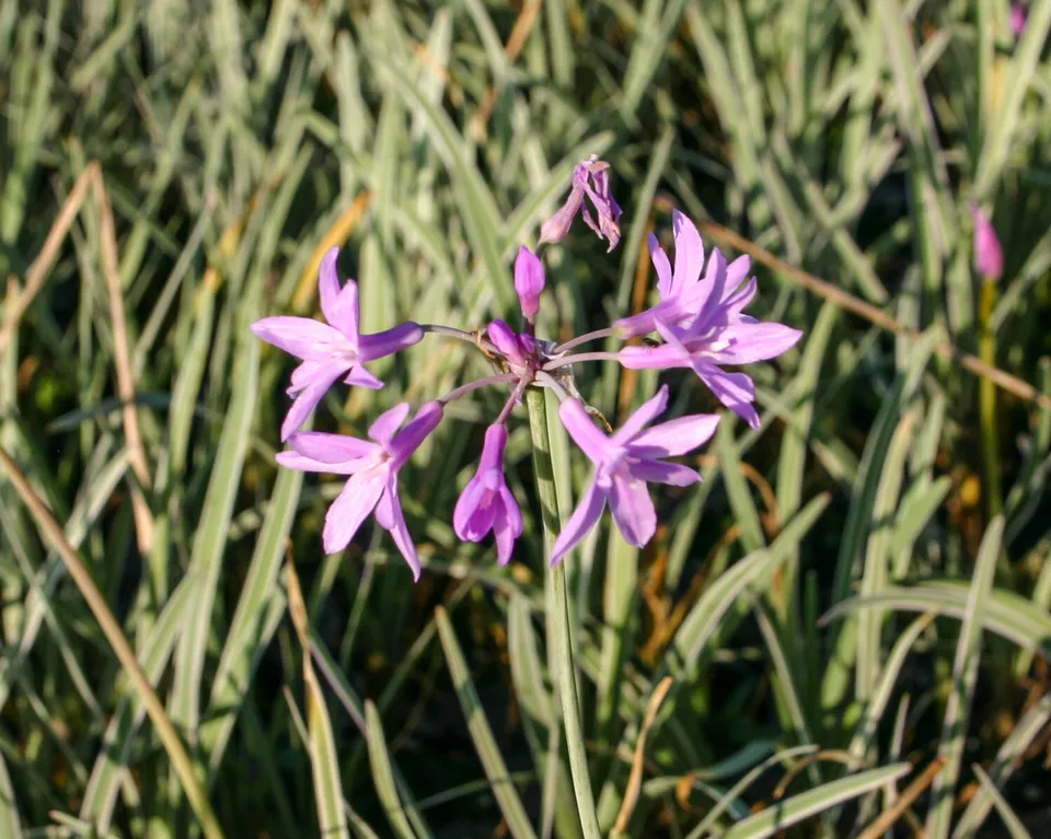 Live Pink Flower Variegated Society Garlic Aquatic Marginal Pond Plant (... - £28.52 GBP